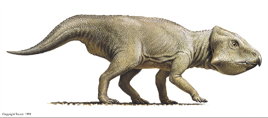 Leptoceratops
(Лептоцератопс), Late Cretaceous
(Верхний мел)