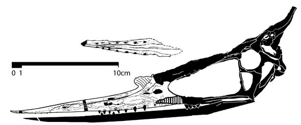 Lonchognathosaurus, Early Cretaceous
(Нижний мел)