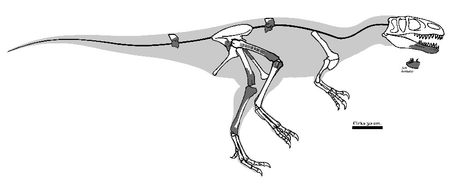 Magnosaurus