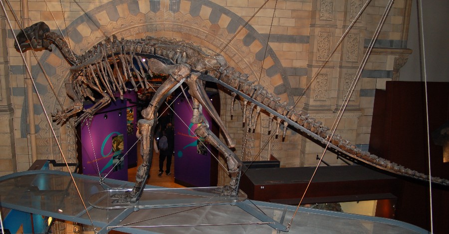 Mantellisaurus