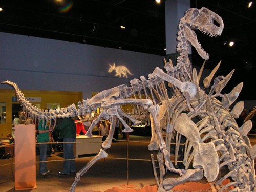 Monolophosaurus