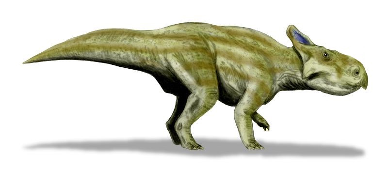 Montanoceratops
(Монтаноцератопс), Cretaceous
(Меловой период)