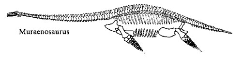 Muraenosaurus