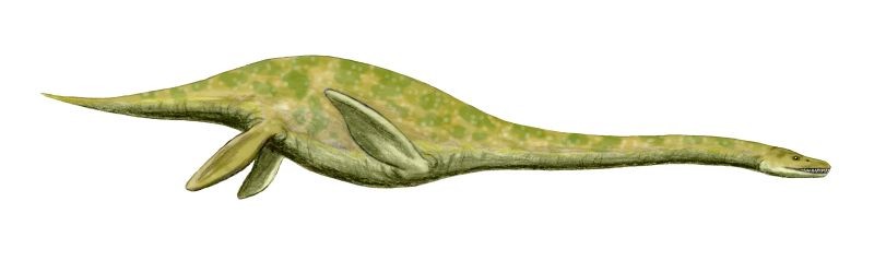 Muraenosaurus