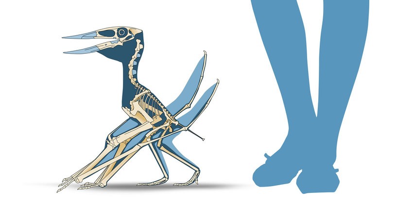 Muzquizopteryx