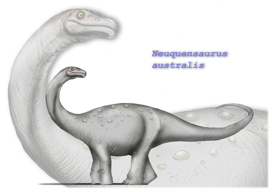 Neuquensaurus