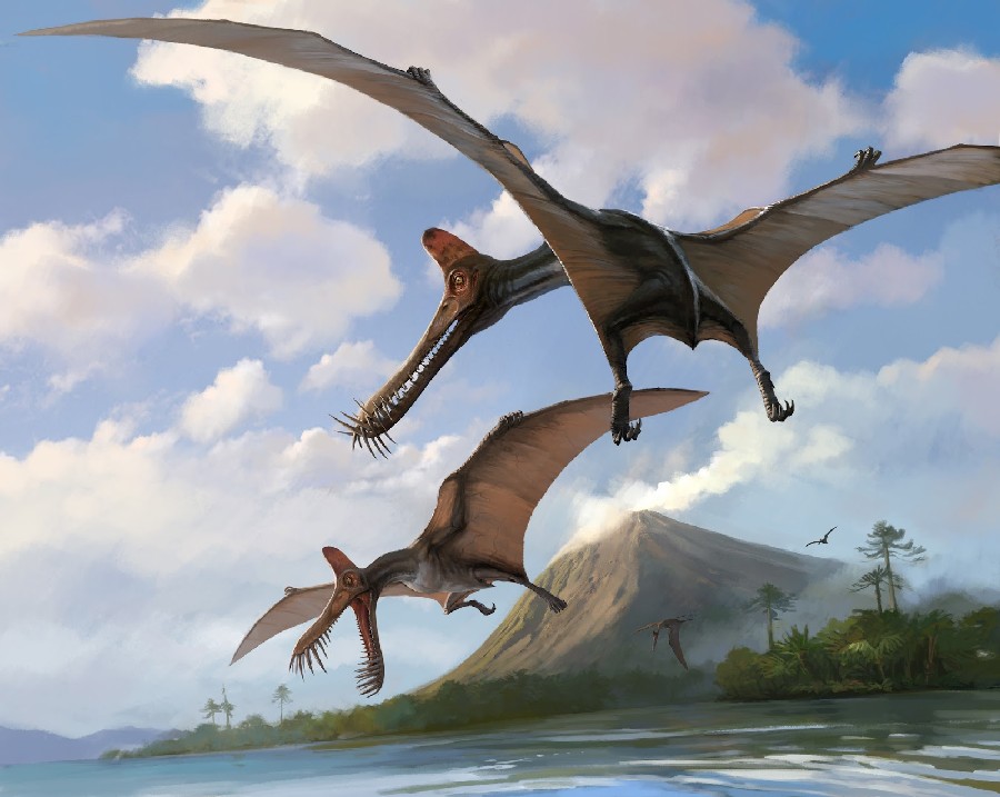 Ornithocheirus - Wikipedia