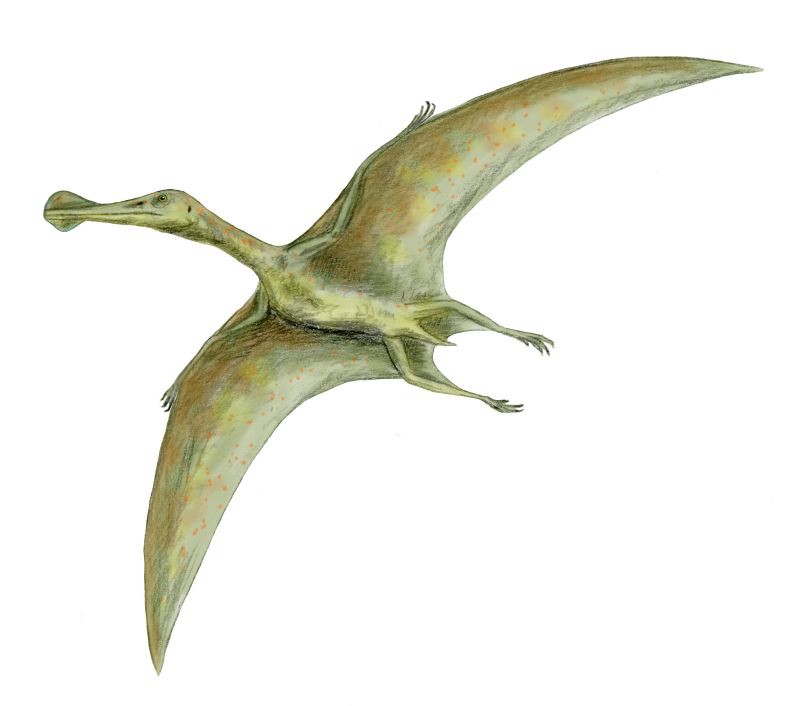 Ornithocheirus
(Орнитохейрус), Late Jurassic