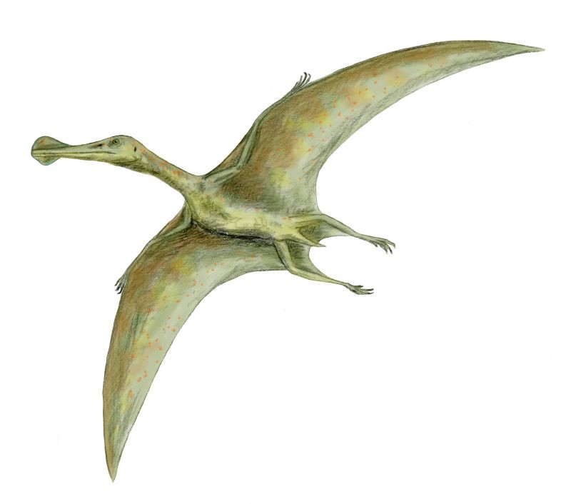 Pterosaur - Wikipedia