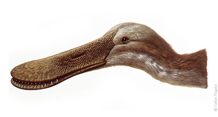 Ornithodesmus, 