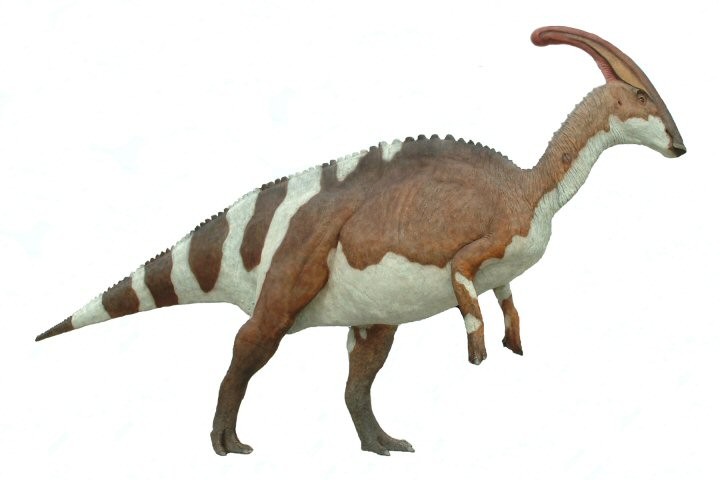 Parasaurolophus018_0453.jpg