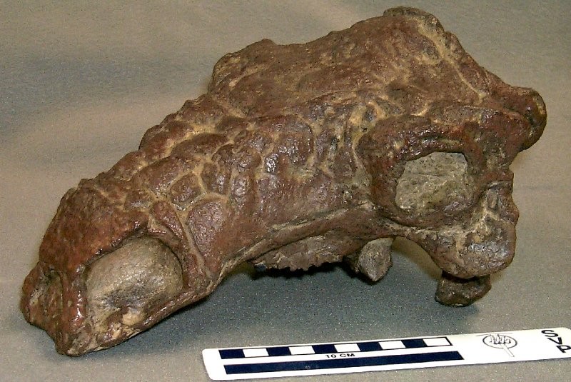 Pawpawsaurus