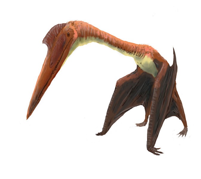 Phosphatodraco, Late Cretaceous
(Верхний мел)