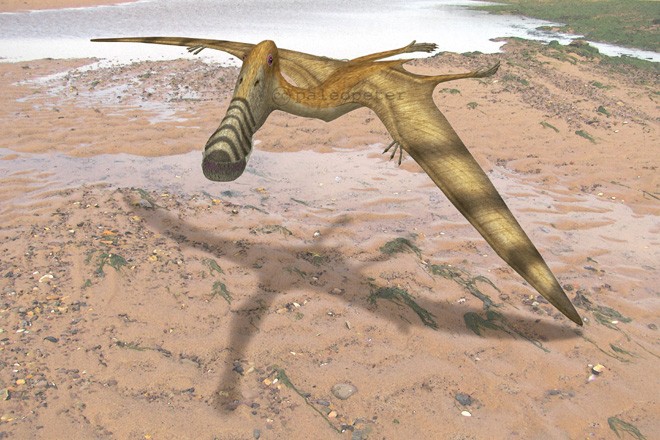 Plataleorhynchus, Late Jurassic to Early Cretaceous