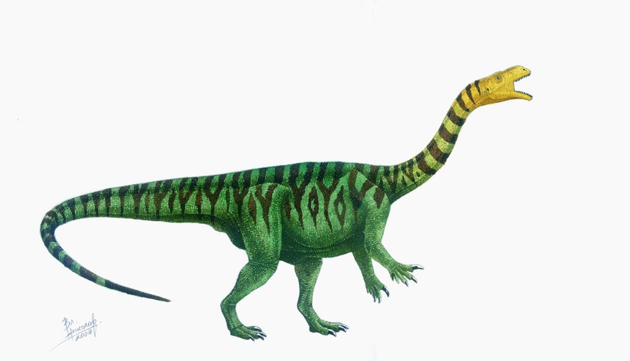 Plateosaurus Pictures Facts The Dinosaur Database