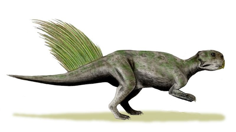 Psittacosaurus
(Пситтакозавры), Cretaceous
(Меловой период)