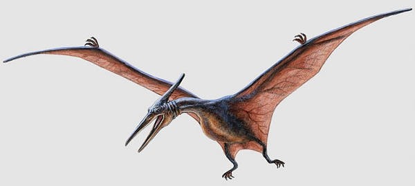 pterodáctilo e pteranodon