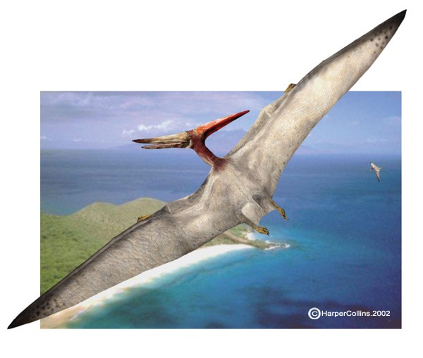 Pterodactyl Pictures & Facts - The Dinosaur Database