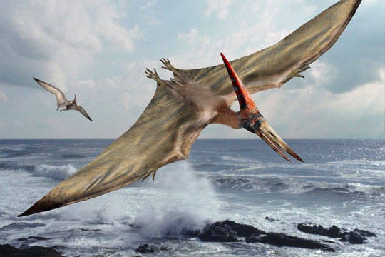 Pterodáctilo, Wiki