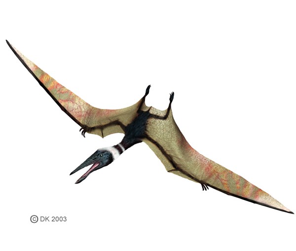 Pterodactyl Pictures & Facts - The Dinosaur Database