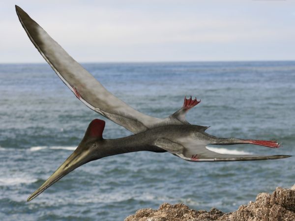 Pterodactyl, Illustration - Stock Image - C027/4502 - Science Photo Library