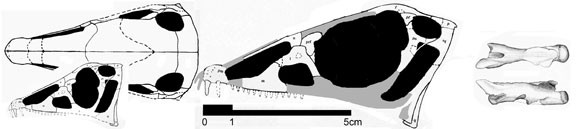 Pteromimus
(Список птерозавров), 