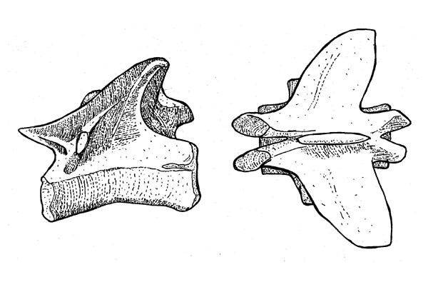 Pterospondylus