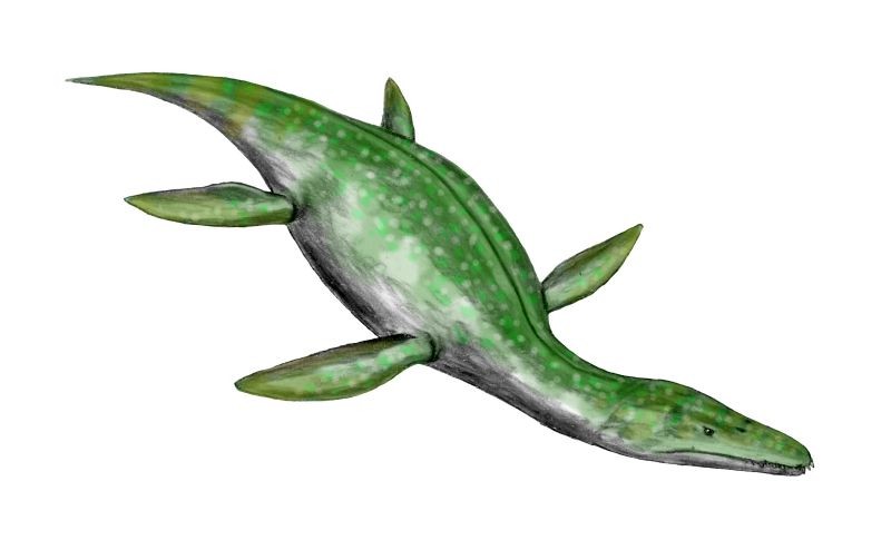 Rhomaleosaurus