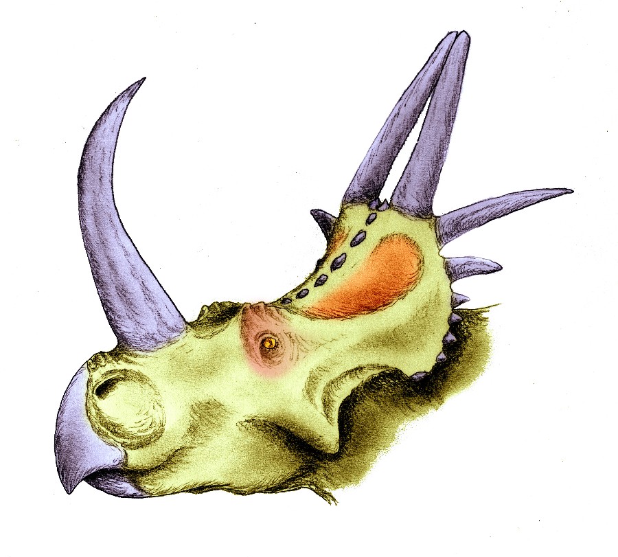 Rubeosaurus
(Стиракозавр), Cretaceous
(Меловой период)