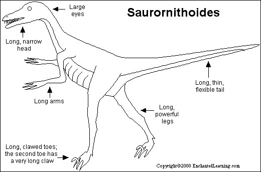 Saurornithoides