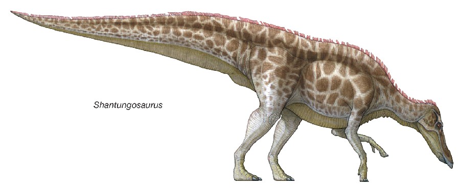 Shantungosaurus
