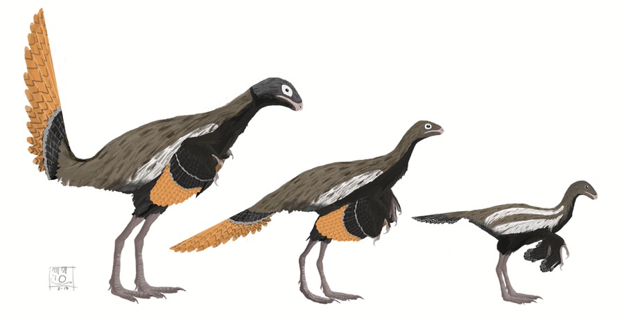 Similicaudipteryx