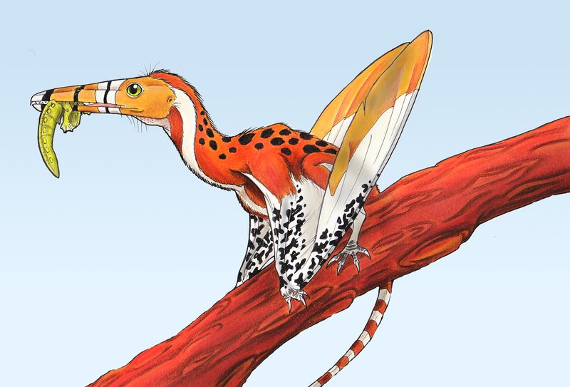 Sordes Pilosus