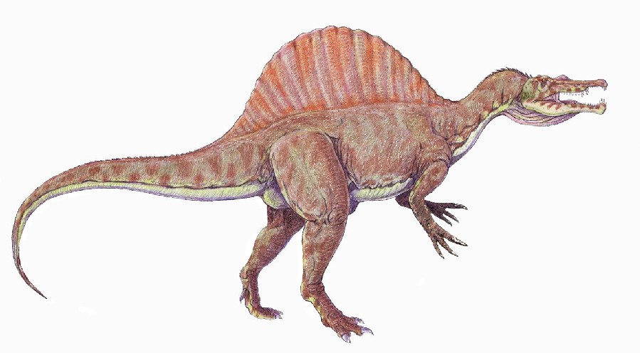 Spinosaurus Pictures Facts The Dinosaur Database