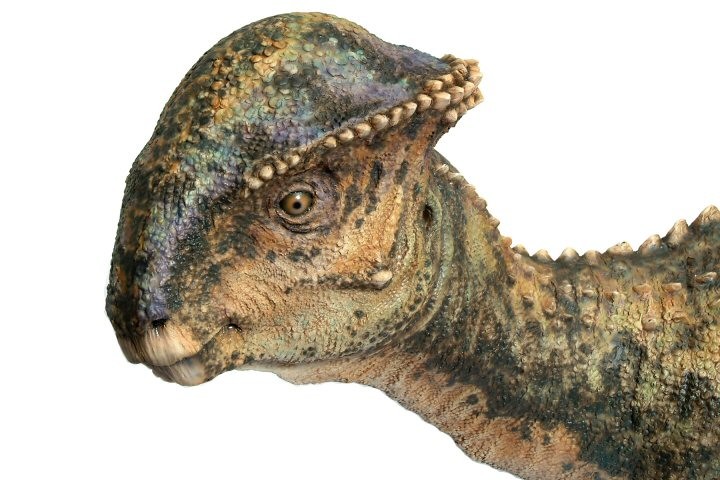 Stegoceras
(Стегоцерас), Cretaceous
(Меловой период)
