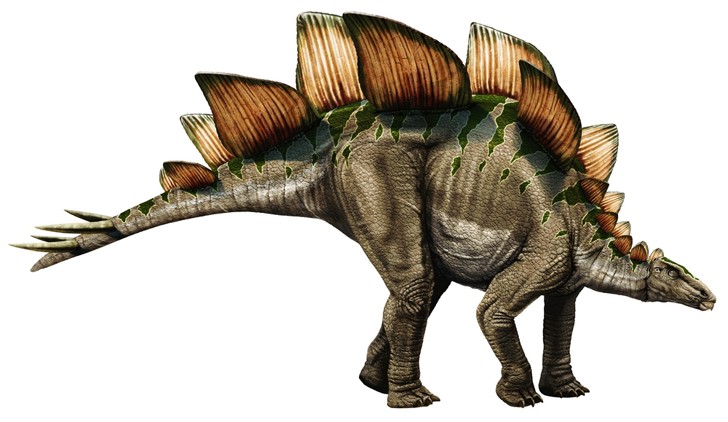Stegosaurus-shutterstock_0193.jpg