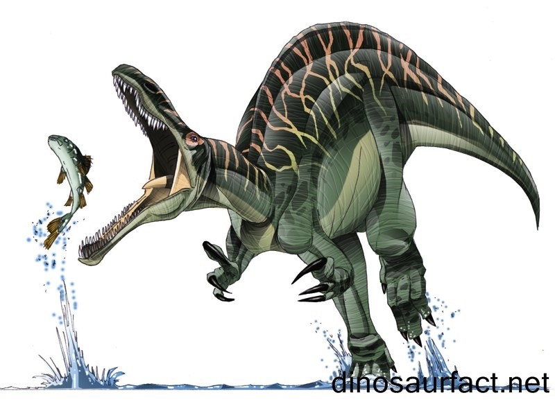 Suchomimus Pictures Facts The Dinosaur Database Suchomimus Pictures Facts The Dinosaur Database