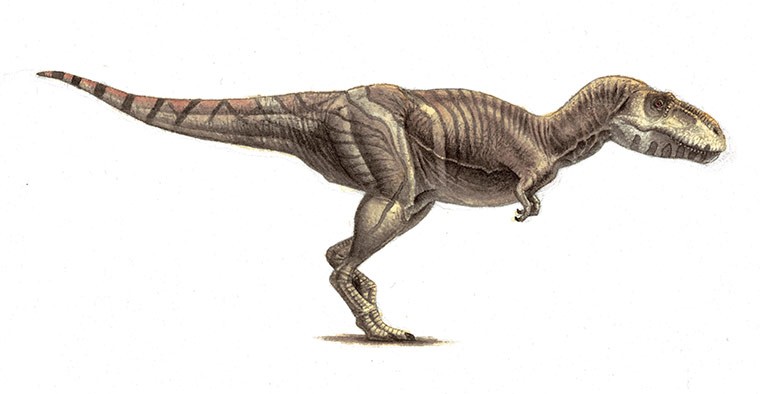 Who will win, Tyrannosaurus or Tarbosaurus? - Quora