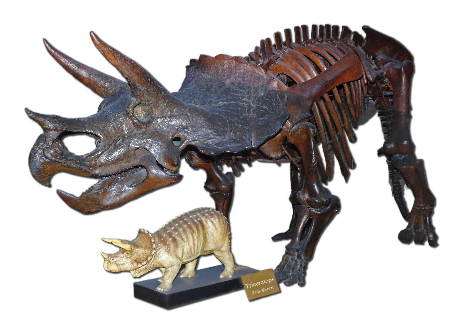 Triceratops
(Трицератопс), Cretaceous
(Меловой период)