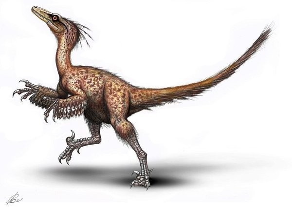 feathered troodon