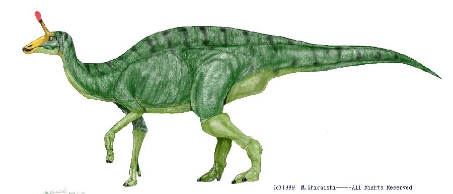 Tsintaosaurus