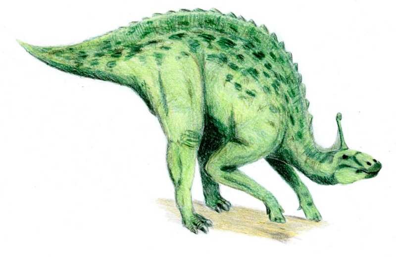 Tsintaosaurus