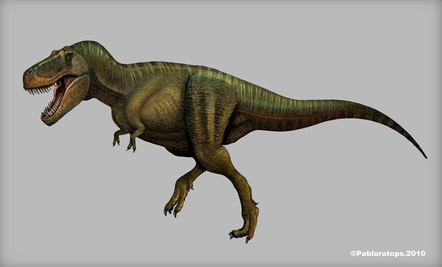 Image result for Tyrannosaurus
