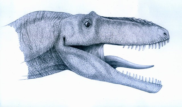 Alioramus
(Алиорамы), Cretaceous
(Меловой период)
