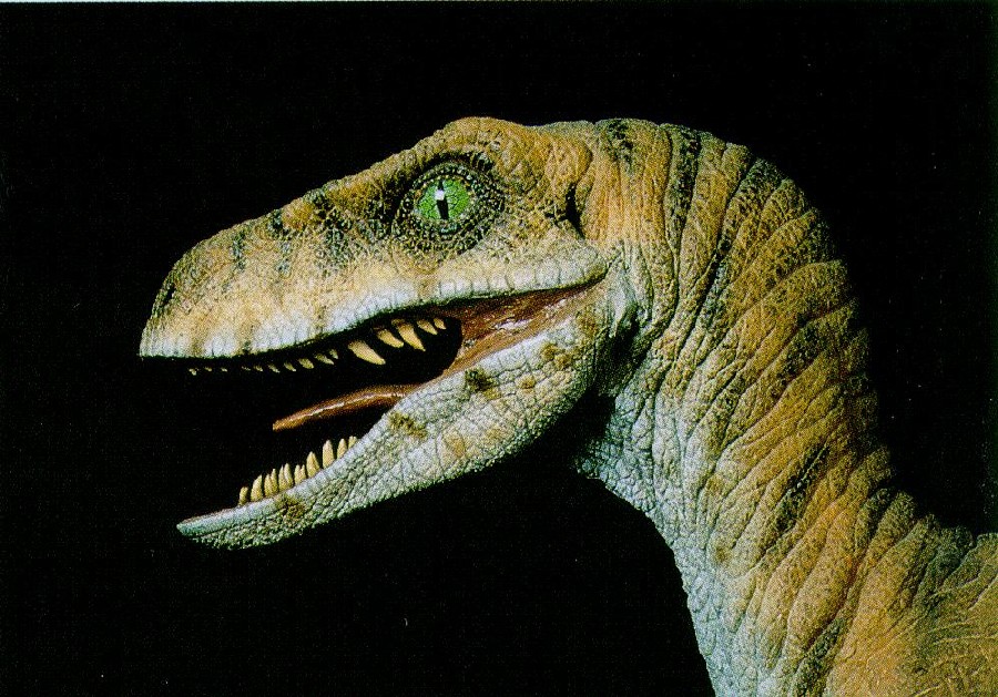 Velociraptor Pictures Facts The Dinosaur Database