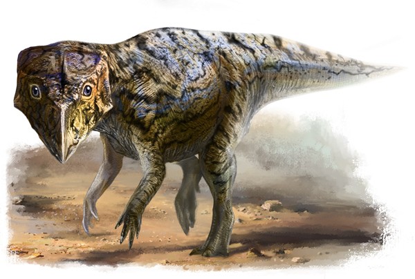 Yinlong Pictures Facts The Dinosaur Database