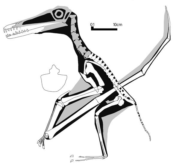 Yixianopterus, Early Cretaceous
(Нижний мел)