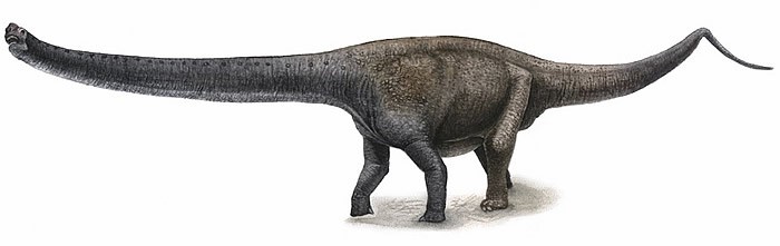 Yuanmousaurus, Jurassic
(Юрский период)