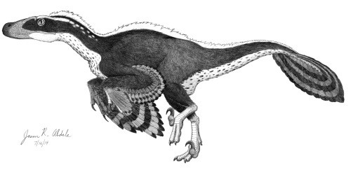 Acheroraptor