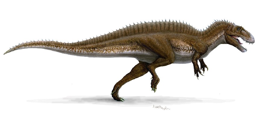 Acrocanthosaurus Dinosaur Hand Claw Fossil 